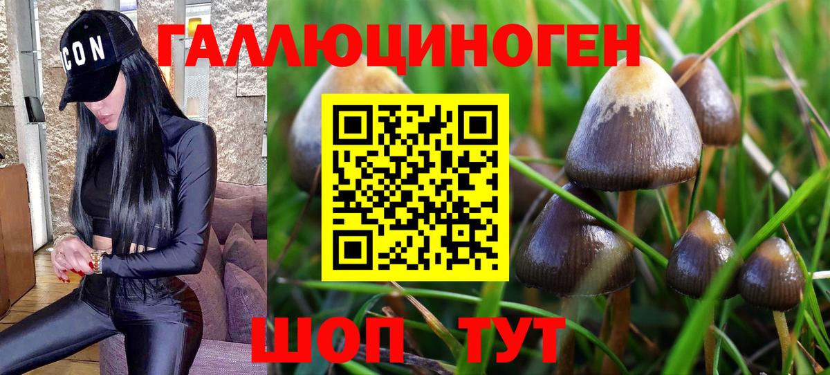 Псилоцибиновые грибы Psilocybine cubensis Новоуральск